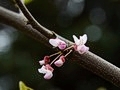 Cercis occidentalis IMG_2348 Judaszowiec zachodni